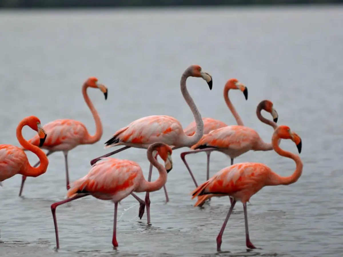Flamencos Rosados